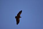 Filename : NAK_2514.JPG
Filesize : 112KB
Dimensions : 1750x1167
Date added : May 31, 2022 NAK_2514.JPG