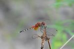 Filename : NAK_6174.JPG
Filesize : 327KB
Dimensions : 1750x1167
Date added : Feb 14, 2025 NAK_6174.JPG