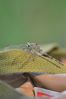 Filename : NAK_6189.JPG
Filesize : 908KB
Dimensions : 1750x2625
Date added : Feb 14, 2025 NAK_6189.JPG