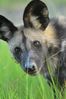 Filename : NAK_6372.JPG
Filesize : 1057KB
Dimensions : 1750x2625
Date added : Feb 14, 2025 NAK_6372.JPG