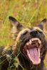 Filename : NAK_6397+%28Small%29.JPG
Filesize : 941KB
Dimensions : 1750x2625
Date added : Mar 25, 2025 NAK_6397+%28Small%29.JPG