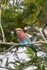 Filename : NAK_6427+%28Small%29.JPG
Filesize : 948KB
Dimensions : 1750x2625
Date added : Mar 25, 2025 NAK_6427+%28Small%29.JPG