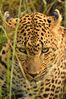 NAK_6438+%28Small%29.JPG