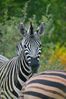 NAK_6822+%28Small%29.JPG