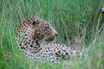 Filename : Sabi Sabi_20210207_175837 (Custom)~0.JPG
Filesize : 435KB
Dimensions : 1504x1000
Date added : Feb 17, 2021 Sabi Sabi_20210207_175837 (Custom)~0.JPG