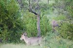 Sabi Sabi_20210209_160654 (Custom).JPG