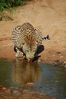 Filename : Sabi Sabi_20210210_083013 (Custom).JPG
Filesize : 356KB
Dimensions : 1000x1504
Date added : Feb 17, 2021 Sabi Sabi_20210210_083013 (Custom).JPG