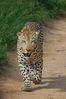 Filename : Sabi Sabi_20210210_083431 (Custom).JPG
Filesize : 307KB
Dimensions : 1000x1504
Date added : Feb 17, 2021 Sabi Sabi_20210210_083431 (Custom).JPG
