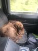 Filename : D23338F6-E356-4977-9432-BBB8B8537D9C.jpeg
Filesize : 1223KB
Dimensions : 1750x2333
Date added : Feb 08, 2021 D23338F6-E356-4977-9432-BBB8B8537D9C.jpeg