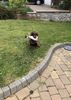 Filename : D437F511-DC75-4EAC-B60D-9F7468F18246.jpeg
Filesize : 2745KB
Dimensions : 1750x2460
Date added : May 15, 2020 D437F511-DC75-4EAC-B60D-9F7468F18246.jpeg