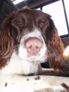Filename : yorks7.jpg
Filesize : 37KB
Dimensions : 336x448
Date added : Jul 12, 2010 yorks7.jpg