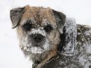 Cookie in the snow 2_001.jpg