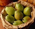 pears nesting.jpg