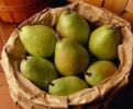 Filename : pears nesting.jpg
Filesize : 12KB
Dimensions : 247x204
Date added : Nov 08, 2016 pears nesting.jpg