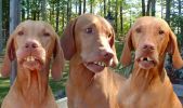 redneck%20dogs.jpg