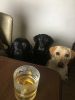Filename : IMG_4876~0.JPG
Filesize : 619KB
Dimensions : 1750x2333
Date added : Sep 08, 2017 IMG_4876~0.JPG