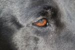Filename : IMG_7359.JPG
Filesize : 454KB
Dimensions : 1750x1166
Date added : Aug 30, 2017 IMG_7359.JPG