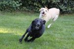 Filename : IMG_7472.JPG
Filesize : 537KB
Dimensions : 1750x1166
Date added : Aug 30, 2017 IMG_7472.JPG