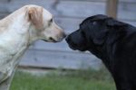 Filename : IMG_7505.JPG
Filesize : 311KB
Dimensions : 1750x1166
Date added : Aug 30, 2017 IMG_7505.JPG