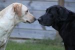 Filename : IMG_7506.JPG
Filesize : 319KB
Dimensions : 1750x1166
Date added : Sep 08, 2017 IMG_7506.JPG