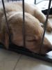 Filename : image~109.jpeg
Filesize : 226KB
Dimensions : 1200x1600
Date added : Mar 05, 2016 image~109.jpeg