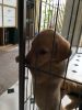 Filename : image~111.jpeg
Filesize : 238KB
Dimensions : 1200x1600
Date added : Mar 05, 2016 image~111.jpeg