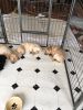 Filename : image~113.jpeg
Filesize : 327KB
Dimensions : 1200x1600
Date added : Mar 05, 2016 image~113.jpeg