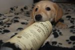Filename : image~130.jpeg
Filesize : 353KB
Dimensions : 1750x1166
Date added : Mar 20, 2016 image~130.jpeg