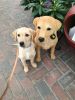 Filename : image~135.jpeg
Filesize : 1021KB
Dimensions : 1750x2333
Date added : Apr 29, 2016 image~135.jpeg