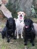 Filename : image~175.jpeg
Filesize : 1200KB
Dimensions : 1750x2333
Date added : Dec 02, 2016 image~175.jpeg