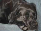 Filename : image~56.jpeg
Filesize : 27KB
Dimensions : 720x540
Date added : Nov 28, 2015 image~56.jpeg