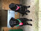 Filename : image~84.jpeg
Filesize : 2521KB
Dimensions : 4032x3024
Date added : Jan 13, 2016 image~84.jpeg