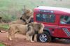 Lions_Attack_Safari.jpg