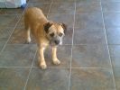 Filename : rosie.jpg
Filesize : 373KB
Dimensions : 1024x768
Date added : Mar 04, 2011 rosie.jpg