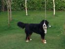 Filename : bb.jpg
Filesize : 405KB
Dimensions : 1632x1224
Date added : Mar 31, 2014 bb.jpg