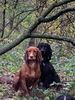 Filename : 678B0941-FDCC-4656-BB50-A72E9F1675E1.jpeg
Filesize : 320KB
Dimensions : 1200x1600
Date added : Nov 09, 2019 678B0941-FDCC-4656-BB50-A72E9F1675E1.jpeg