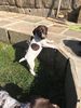 Filename : 748839F0-2FF7-446D-B3DF-119DB70F47DD.jpeg
Filesize : 350KB
Dimensions : 1200x1600
Date added : Apr 23, 2019 748839F0-2FF7-446D-B3DF-119DB70F47DD.jpeg