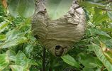 Filename : nest.JPG
Filesize : 107KB
Dimensions : 891x562
Date added : Jun 23, 2020 nest.JPG