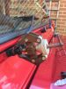 Filename : image~355.jpg
Filesize : 318KB
Dimensions : 960x1280
Date added : Oct 02, 2016 image~355.jpg