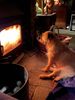 Daisy in front of the fire 7jan21.jpg