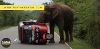 Filename : elephant+tuk+tuk.jpg
Filesize : 80KB
Dimensions : 1024x500
Date added : Jan 06, 2023 elephant+tuk+tuk.jpg