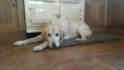 Filename : 20161222_083259.jpg
Filesize : 306KB
Dimensions : 1750x984
Date added : Jan 16, 2017 20161222_083259.jpg