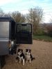 dog guard 2.JPG
