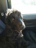 Filename : image~2.jpeg
Filesize : 41KB
Dimensions : 480x640
Date added : Jul 19, 2016 image~2.jpeg