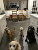 Filename : 745B02FE-F913-47CF-8894-E2FFFF467D0B.jpeg
Filesize : 1109KB
Dimensions : 1750x2333
Date added : Feb 22, 2021 745B02FE-F913-47CF-8894-E2FFFF467D0B.jpeg