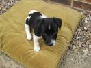 Filename : IMG_1950.JPG
Filesize : 153KB
Dimensions : 1024x768
Date added : Jul 01, 2018 IMG_1950.JPG
