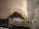 Filename : IMG_4771.JPG
Filesize : 795KB
Dimensions : 1750x1313
Date added : Jan 14, 2018 IMG_4771.JPG