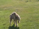 Filename : 006.JPG
Filesize : 3403KB
Dimensions : 4288x3216
Date added : Oct 29, 2014 006.JPG
