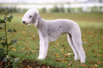 Filename : Bedlington-Terrier.jpg
Filesize : 65KB
Dimensions : 645x430
Date added : May 08, 2020 Bedlington-Terrier.jpg