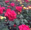 Filename : image~108.jpeg
Filesize : 98KB
Dimensions : 480x475
Date added : Jul 01, 2016 image~108.jpeg